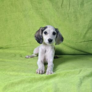 Bella Saluki Persian Hound