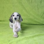 Bella-female-saluki-puppy-for-sale- (4)