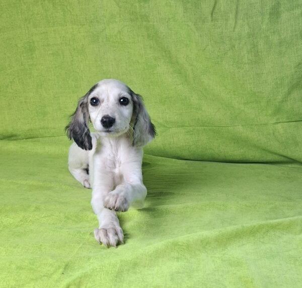 Bella Saluki Persian Hound