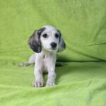 Bella-female-saluki-puppy-for-sale- (5)