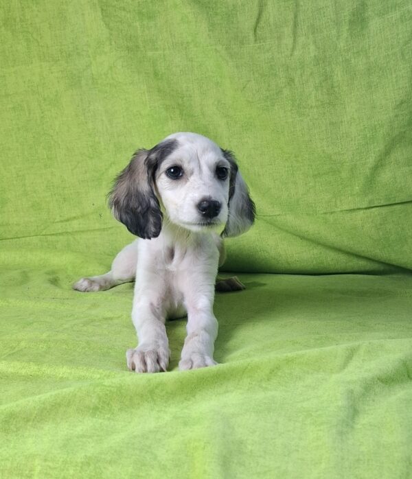 Bella Saluki Persian Hound