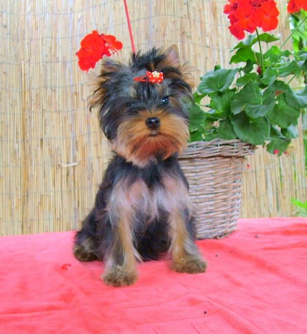 Bently Yorkshire Terrier