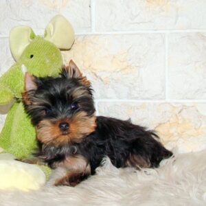 Bently Yorkshire Terrier