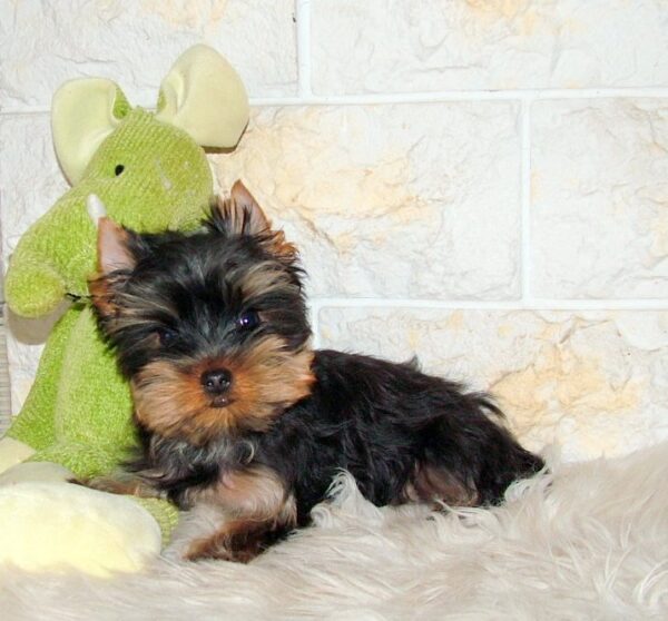 Bently Yorkshire Terrier