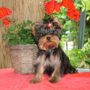Bently Yorkshire Terrier