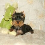 Bently-male-yorkshire-terrier-puppy-for-sale- (2)