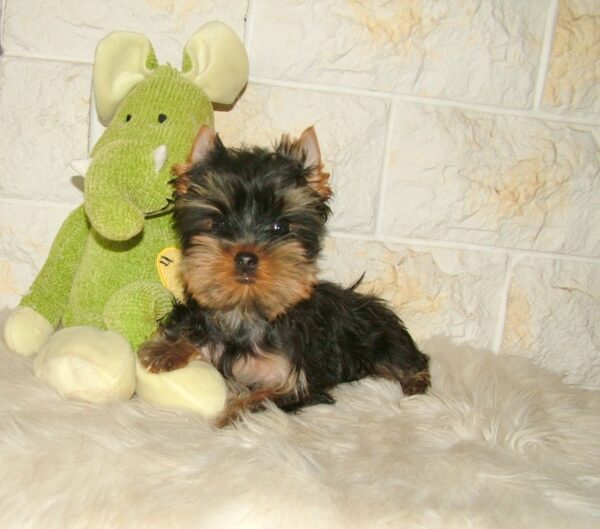 Bently Yorkshire Terrier