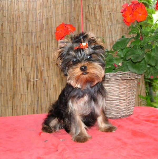 Bently Yorkshire Terrier