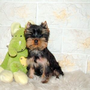 Bently Yorkshire Terrier