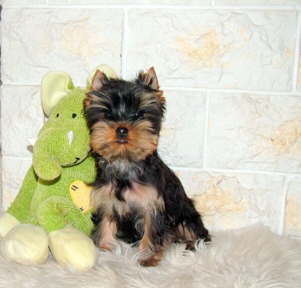 Bently Yorkshire Terrier