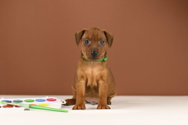 Bernardo Miniature Pinscher