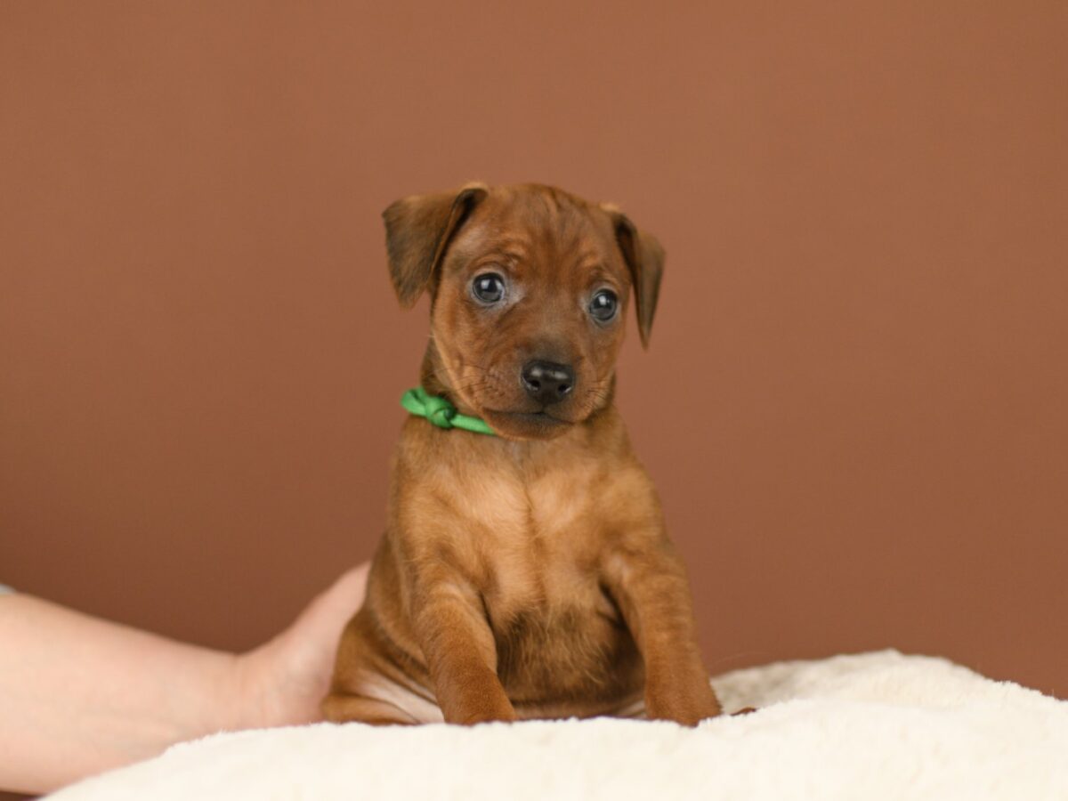Miniature Pinscher Dogs and Puppies for sale