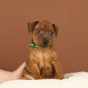 Bernardo Miniature Pinscher