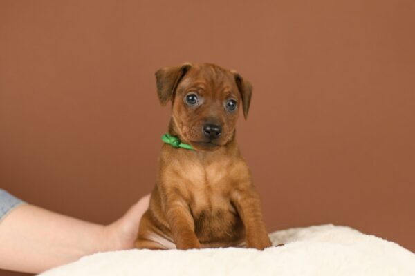 Bernardo Miniature Pinscher