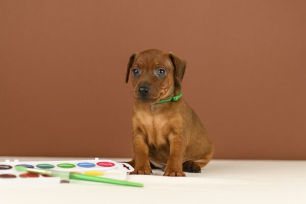 Bernardo Miniature Pinscher