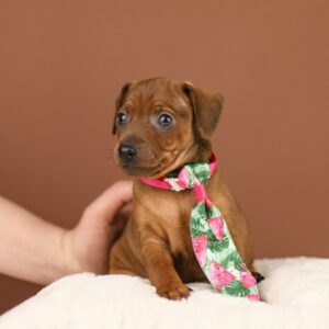 Bernardo Miniature Pinscher