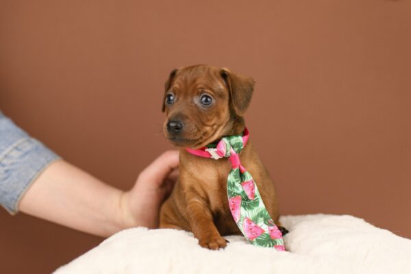 Bernardo Miniature Pinscher