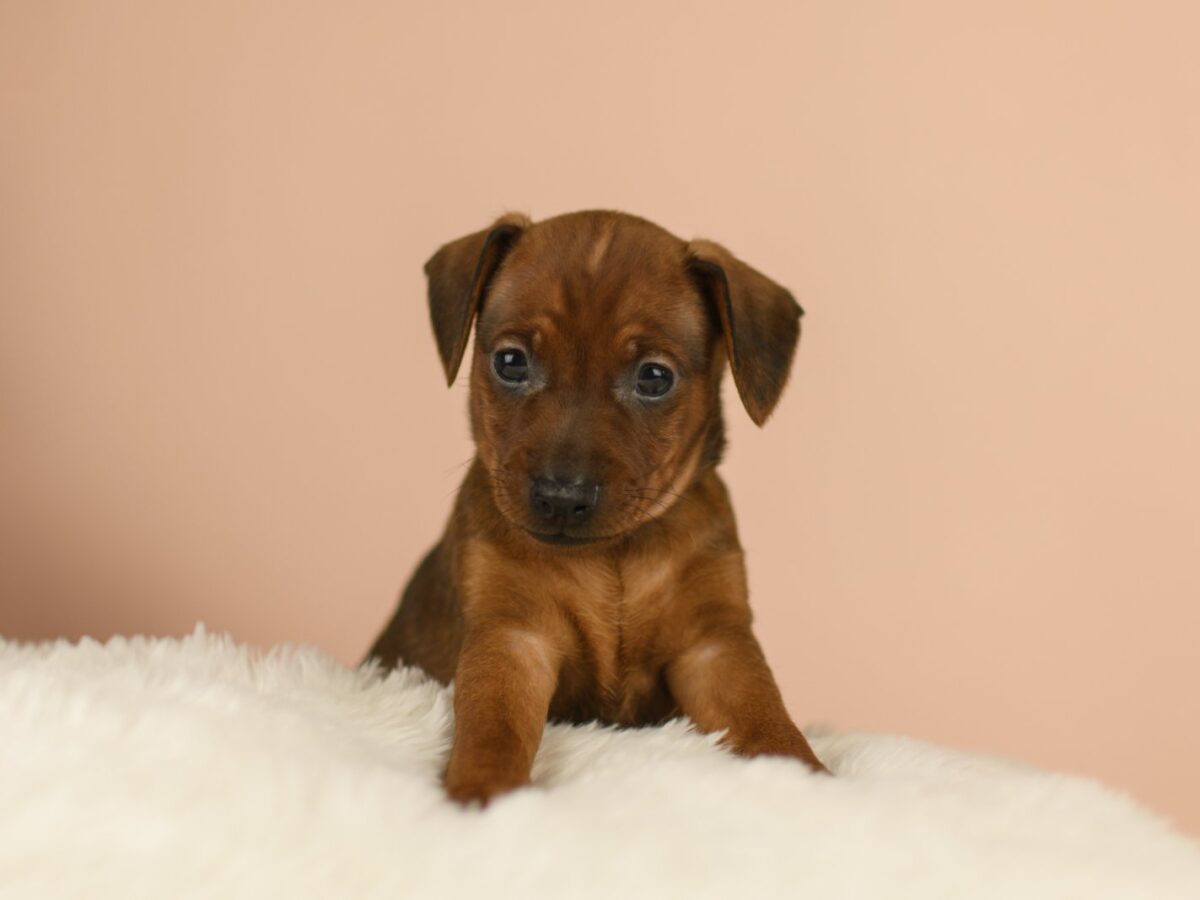 German Pinscher Small Newborn Baby Min Pin Puppies Breed Miniature
