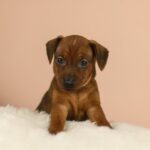 Yuki Miniature Pinscher