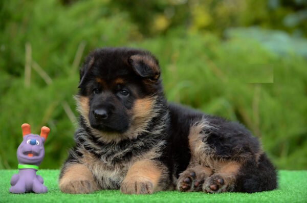 Betty German Shepherd