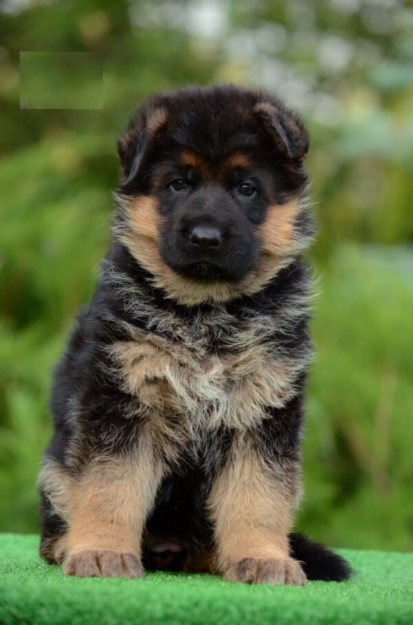 Betty German Shepherd