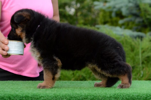 Betty German Shepherd