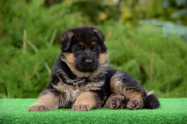 Betty German Shepherd
