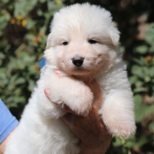 Blue White Swiss Shepherd