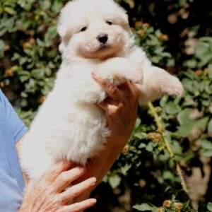 Blue White Swiss Shepherd