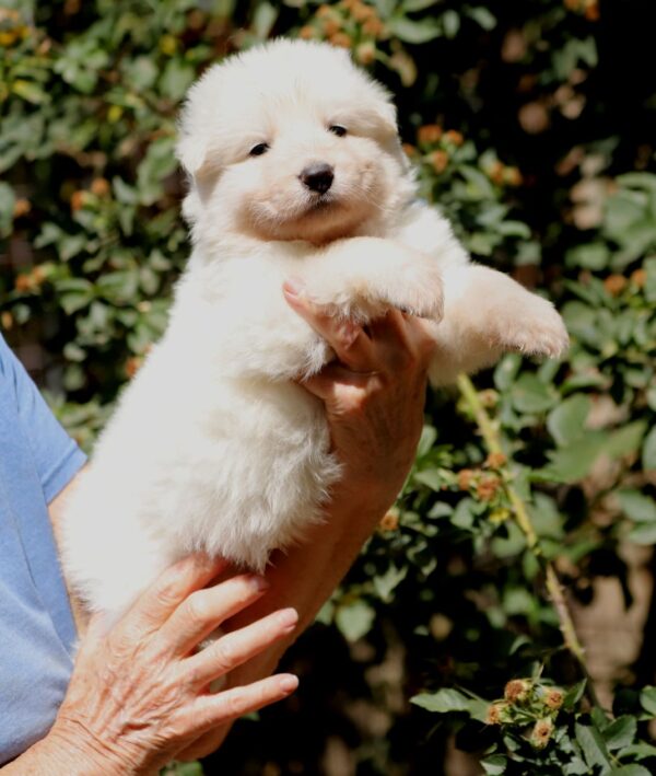 Blue White Swiss Shepherd