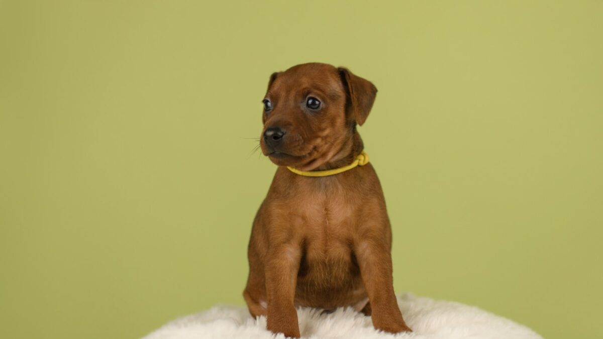 Mini Pin King Pinscher Dog Miniature Pinscher Breed Sitting Stock - Main Image