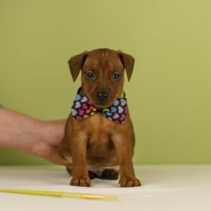 Botticelli Miniature Pinscher