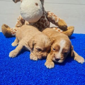 Boys Cavapoo