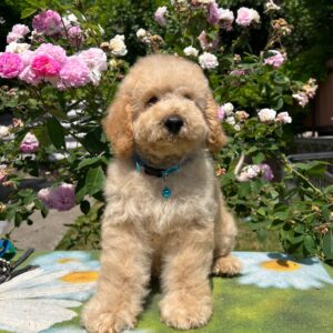 Bratan Goldendoodle