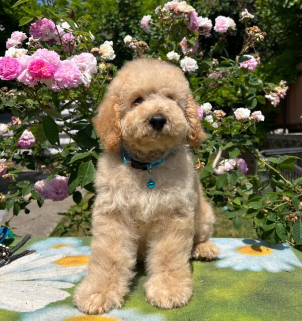 Bratan Goldendoodle