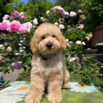 Bubbles Goldendoodle