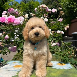 Bratan Goldendoodle