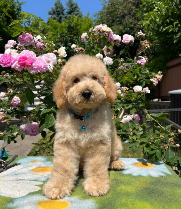 Bratan Goldendoodle