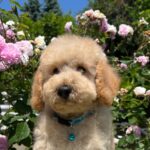 Bratan-male-goldendoodle-puppy-for-sale-1 (3)