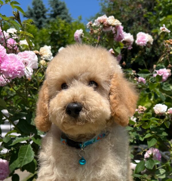 Bratan Goldendoodle