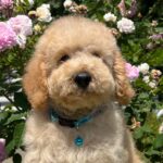 Bratan-male-goldendoodle-puppy-for-sale-1 (4)