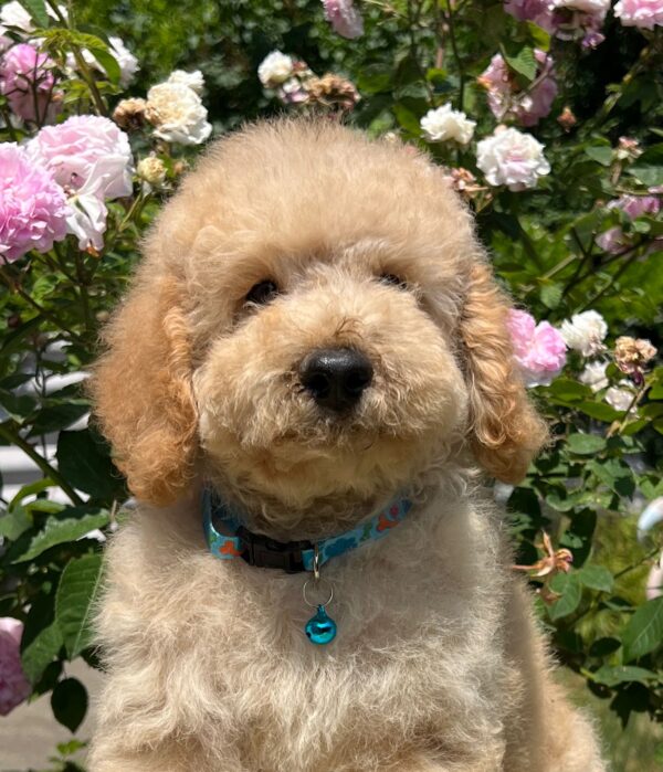 Bratan Goldendoodle