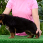 Brita-female-Germa-shepherd-puppy-for-sale-1 (1)