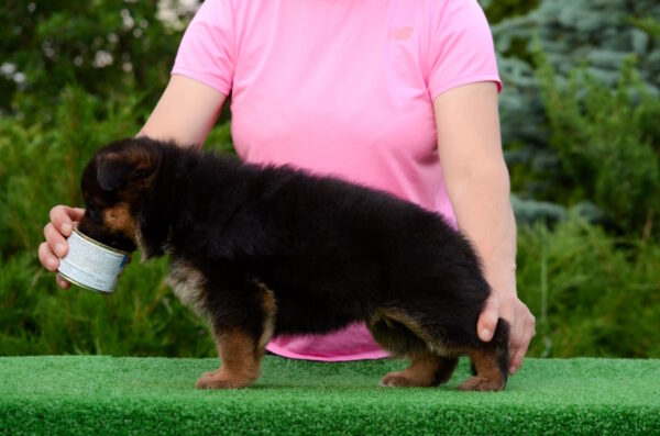 Brita German Shepherd