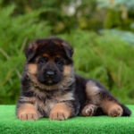 Betty German Shepherd