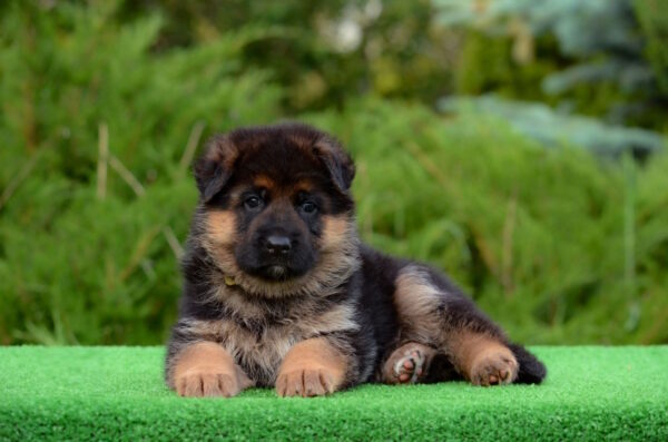 Brita German Shepherd