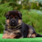 Brita-female-Germa-shepherd-puppy-for-sale-1 (3)