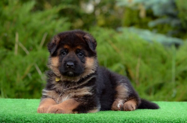 Brita German Shepherd