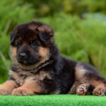 Brita-female-Germa-shepherd-puppy-for-sale-1 (4)