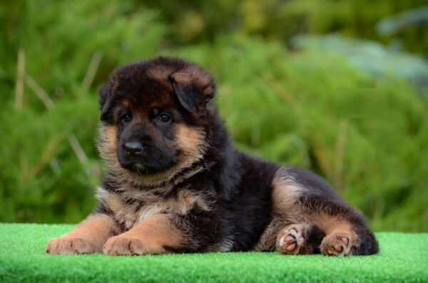 Brita German Shepherd